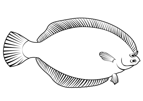 Winter Flounder (Pseudopleuronectes Americanus) Coloring Page